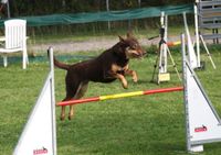Hund springt in der Hundeschule am Agility-Parcours &uuml;ber die erste H&uuml;rde