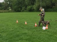Slalom in Rally-Obedience bei uns in der Hundeschule