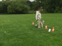 Slalom in Rally-Obedience bei uns in der Hundeschule