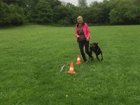 Slalom_schnell in Rally-Obedience bei uns in der Hundeschule